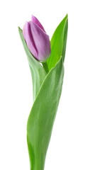 Beautiful fresh tulip on white background
