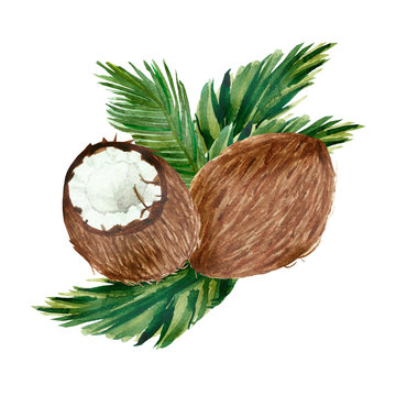 Hand painted watercolor coconuts, ripe sliced half, on green branches and leaves of coconut palm, food art isolated on white background and lettering for beautiful design. Lovely tropical fruits.