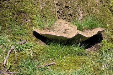 close-up view of vegetation on tree bark at municipal cemetery in amsterdam, netherlands