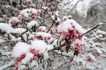 close-up view of flower buds on snow-covered branches after snowfall