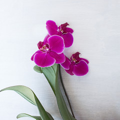 pink orchid on a light gray textured square background
