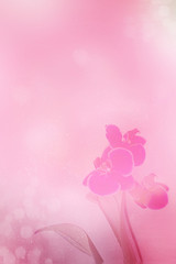 pink orchid on light pink blurred background banner. Copy space