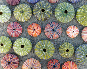 rows of colrful sea urchins shells on dark sea sand