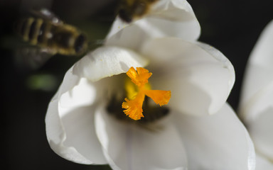 A bee collecting honey from a white crocus flower with an orange pestle and stamens. Macro with selective focus. Saffron in the spring garden.