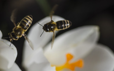 A bee collecting honey from a white crocus flower with an orange pestle and stamens. Macro with selective focus. Saffron in the spring garden.