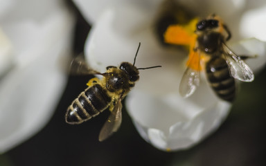 A bee collecting honey from a white crocus flower with an orange pestle and stamens. Macro with selective focus. Saffron in the spring garden.