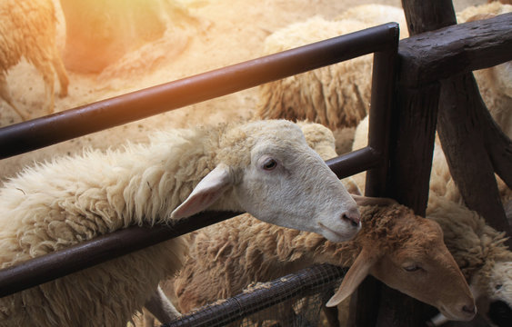 cute sheep in farm.