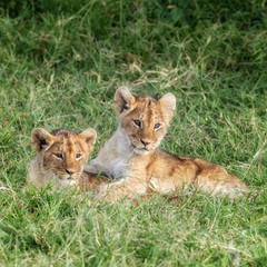 Naklejka na ściany i meble Playful lion cubs in the Masai Mara