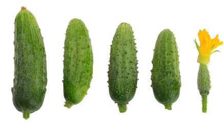 Green cucumbers isolated on white background. Top view