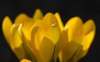 spring yellow flowers, crocuses