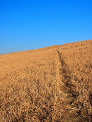 枯れ草のある早春の土手風景