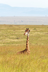 A Masai giraffe resting in the long grass of the Masai Mara