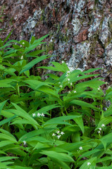 Small False Solomon's Seal (Maianthemum stellatum) at the base of old-growth Nobel Fir (Abies...