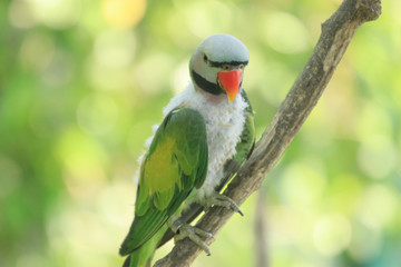 Cute lovebird and background bokeh.