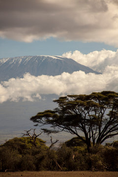 Majestic Mt Kilimanjaro