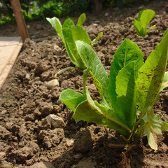 Mangez bio , cultivez vos salades !