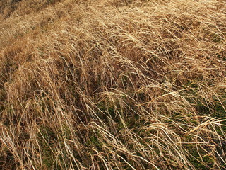 枯れ草のある早春の土手風景