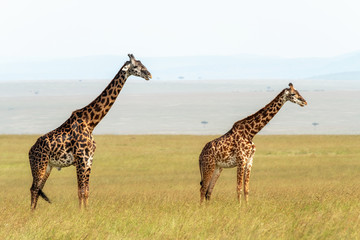 Male and female giraffe in the Masai Mara
