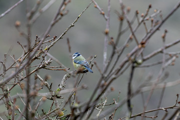 Eurasian blue tit searching for food in mid winter