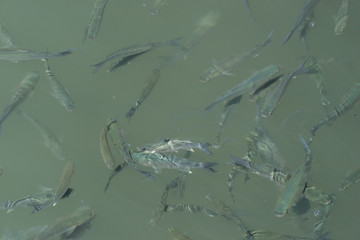 Fischschwarm im Hafenbecken