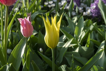 Tulip flowers with stems. spring blooming plants.