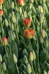 Tulip flowers with stems. spring blooming plants.