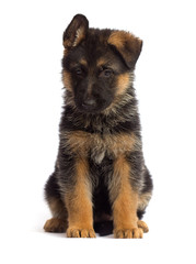 shepherd puppy isolated