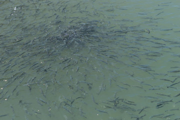 Obraz premium Fischschwarm im Hafenbecken