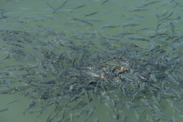 Fischschwarm im Hafenbecken