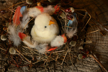 nest mit küken   ostern