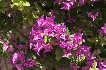 Bunt blühende Hecke