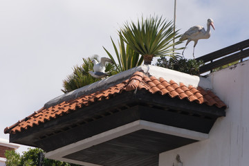 Möwen paaren sich auf dem Hausdach neben einer Storchattrappe