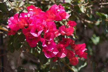 Bunt bl&uuml;hende Hecke