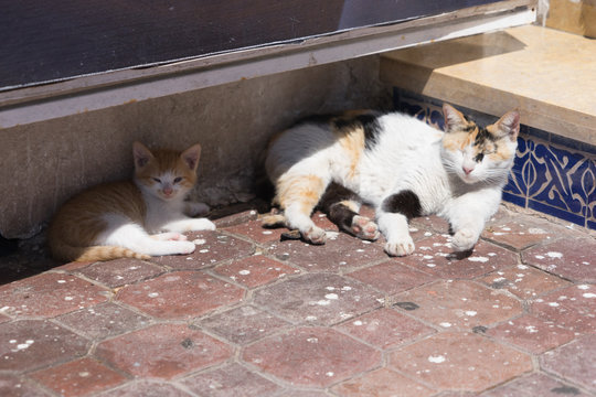 Katzenmutter mit Jungtier