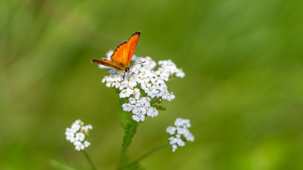 Butterfly on flower