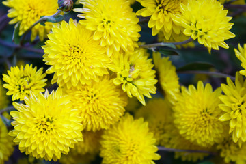 Spring in May, insects pollinate yellow dandelions or chrysanthemum in the garden