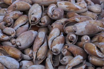 Muscheln - Hintergrund