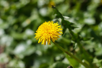 Spring in May, insects pollinate yellow dandelions or chrysanthemum in the garden
