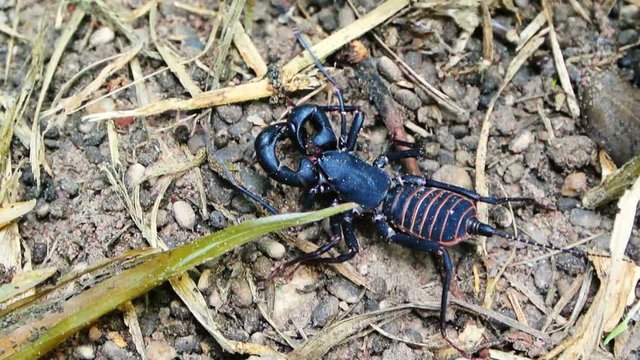 Whip scorpion walking on ground