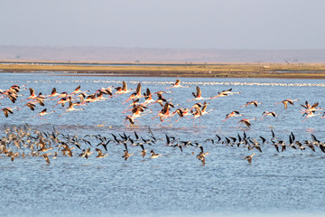 Fototapeta na wymiar Flight of flamingoes