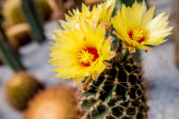 Collection beautiful prickly cacti in the greenhouse