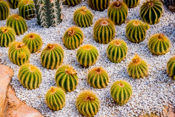 Collection beautiful prickly cacti in the greenhouse
