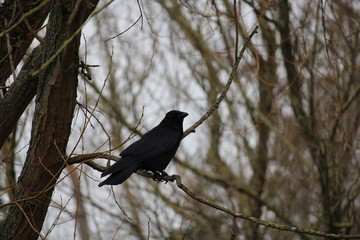 crow on tree