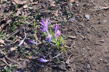 spring crocus flowers