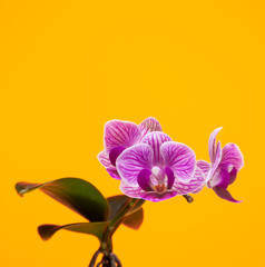  Beautiful pink orchid flower on a background in the studio.
