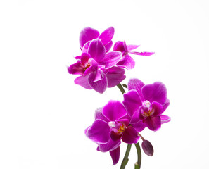 Fototapeta na wymiar Beautiful delicate pink flower on the stem of a mini orchid.