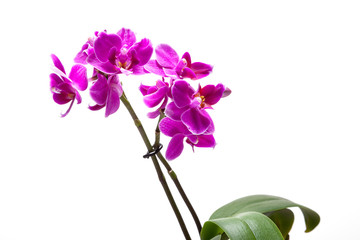 Fototapeta na wymiar Beautiful delicate pink flower on the stem of a mini orchid.