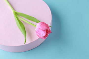 Beautiful tulip and gift box on color background