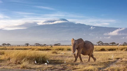 Papier Peint photo autocollant Kilimandjaro Éléphant et mont Kilimandjaro