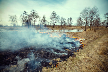 Forest fire - environmental damage